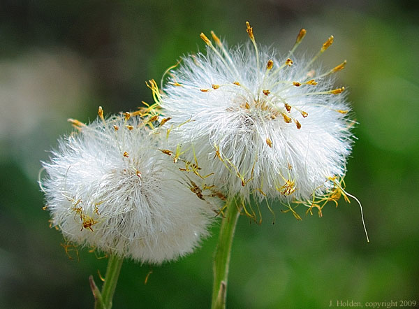 Coltsfoot