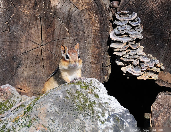 Chipmunk in the Woodpile