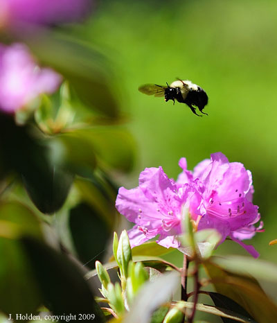 Bee in the Rhododendron