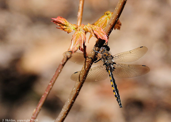 Dragonfly on a maple leaf