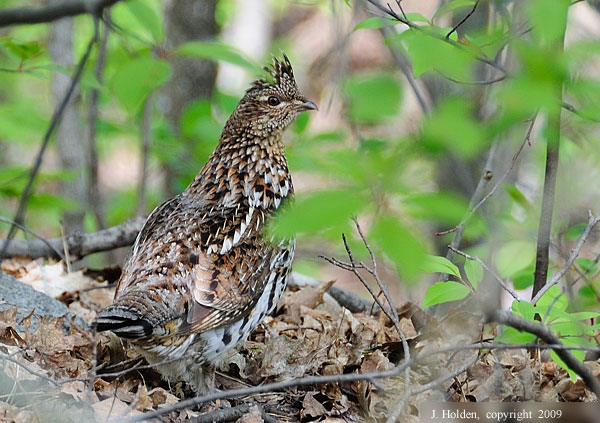 Grouse near trail 51