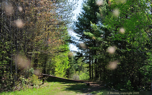 Lac Philippe trailhead, with black flies