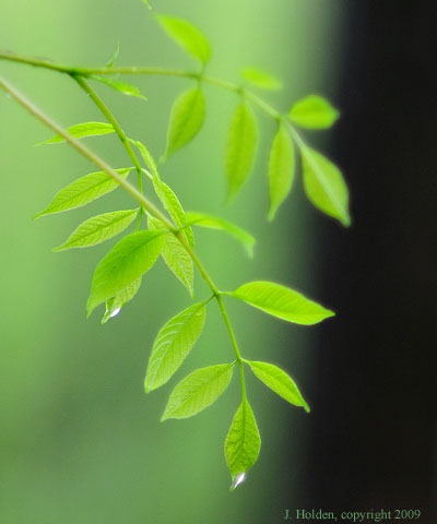 Wet leaves