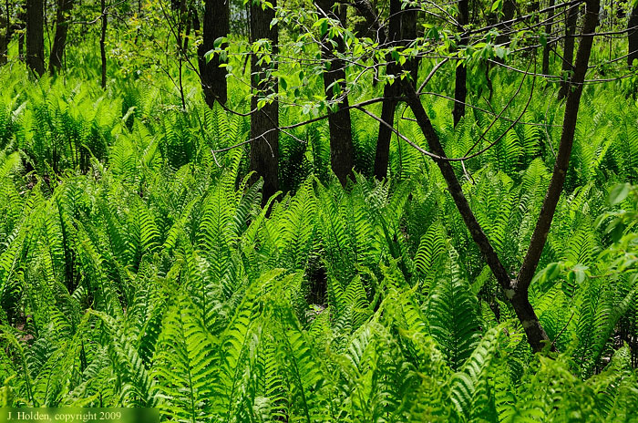 Ferns on Pine Road
