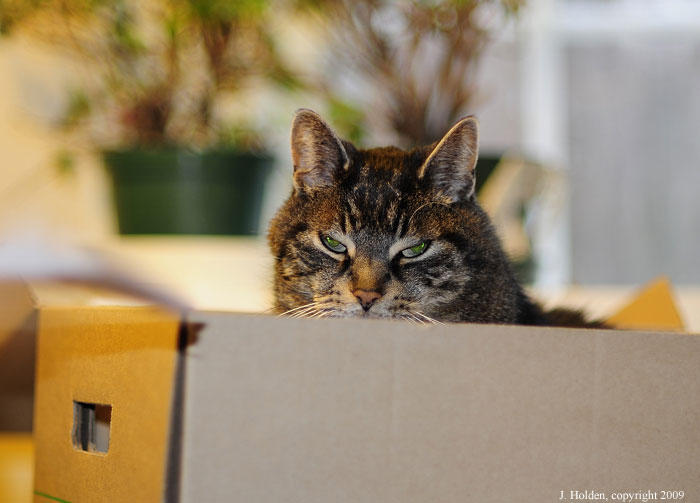 Cat in a Box