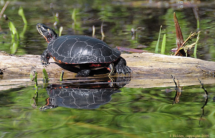 Meech Lake Turtle