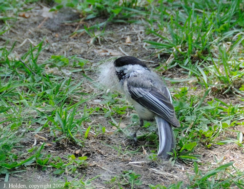 Chicadee