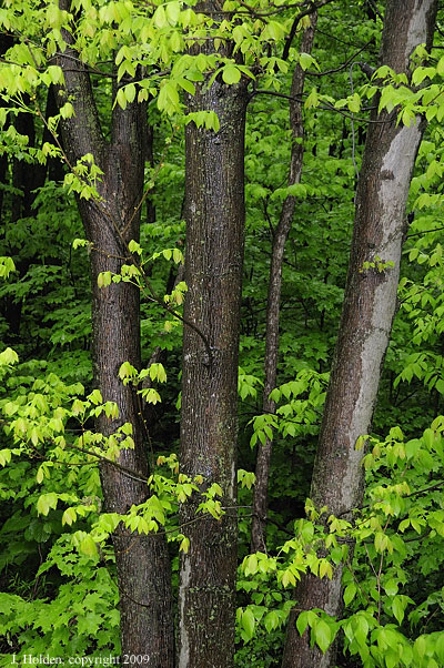 Wet Leaves