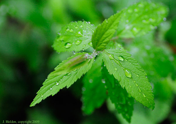 Wet Leaves