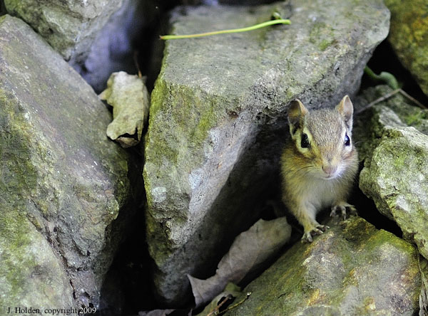 Wary Chipmunk
