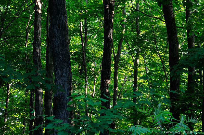 Evening in the Forest