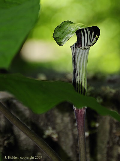 Jack-in-the-Pulpit