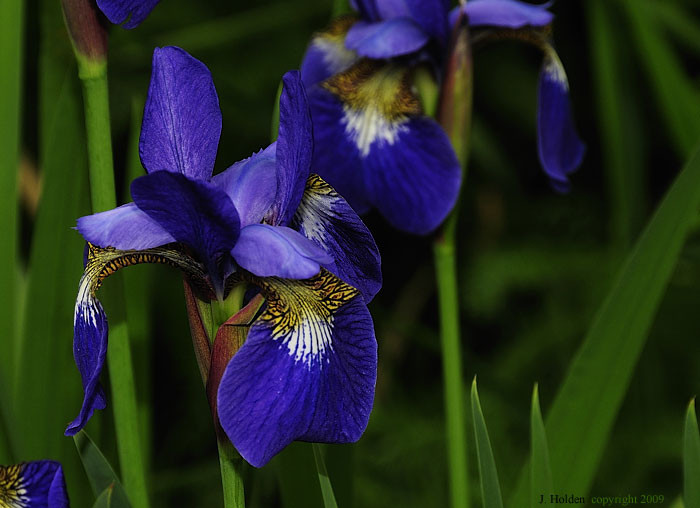 Deep Blue Irises