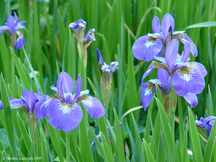Irises