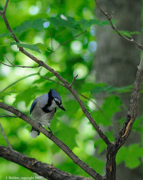 Bluejay in the trees