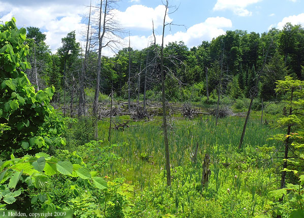 Gatineau Park Swamp