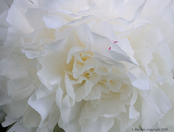 White Peony