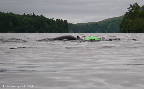 Meech Lake Swimmer