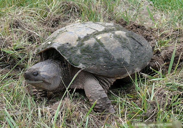 Snapping Turtle