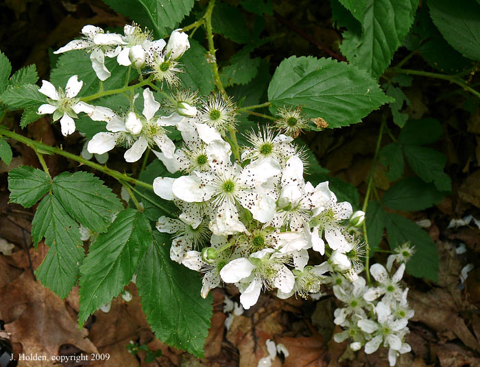 Canada Blackberry