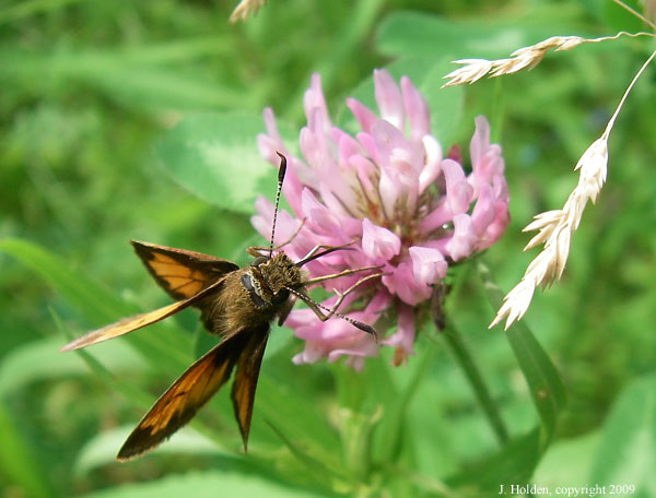 Colourful Insect on Clover