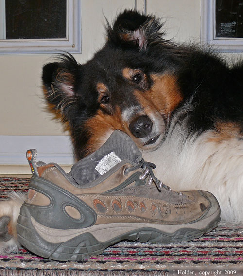 Dog with Shoe
