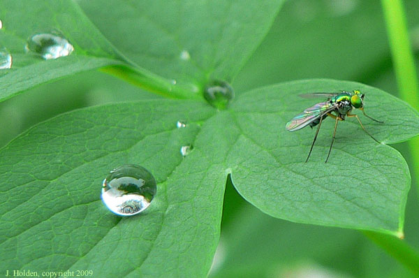 Fly on a Leaf