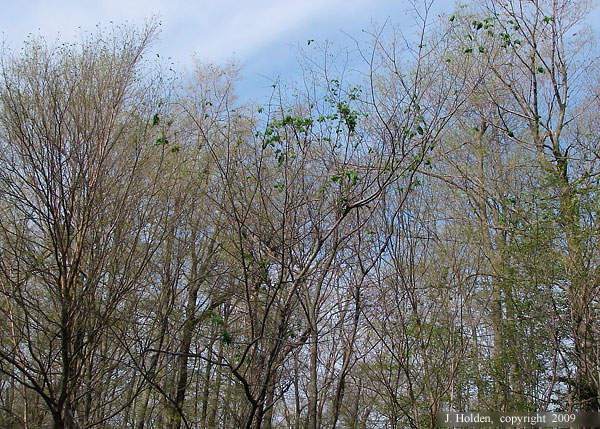 Tent Caterpillar Swath