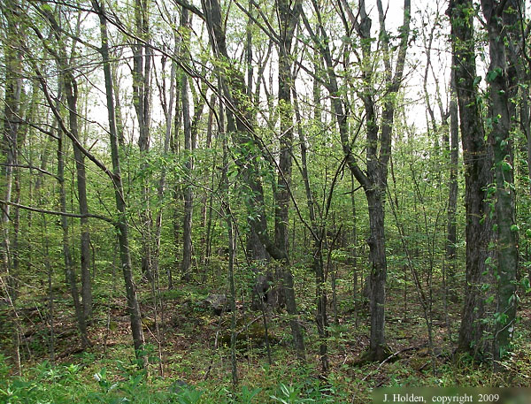 Tent Caterpillar Swath 