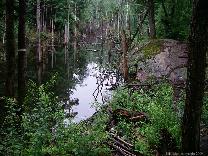 Unmarked trail near Gatineau Park
