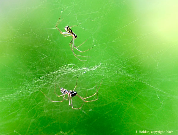 Spiders