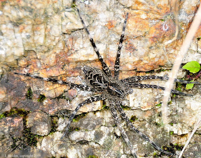 Large fishing spider on the Gatineau River