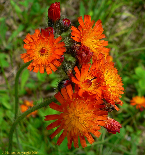 Orange Hawkweek
