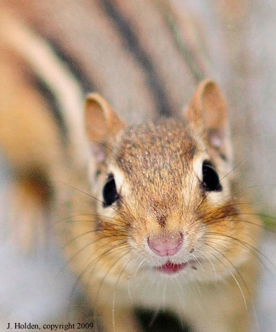Curious Chipmunk