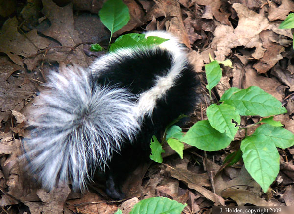 Striped Skunk, back view