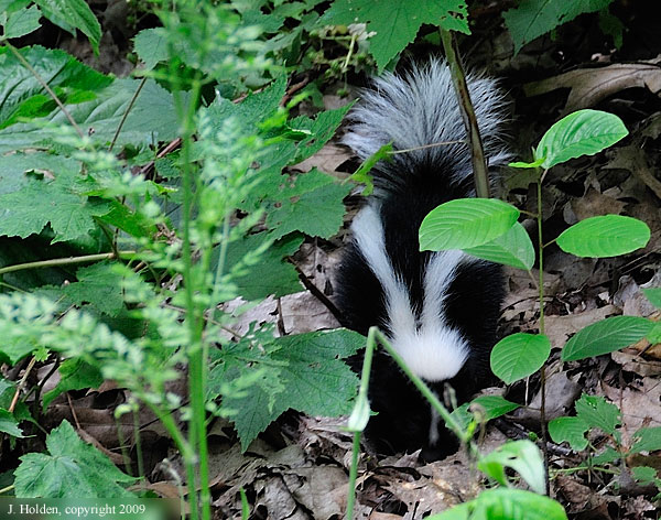 Striped Skunk, front view