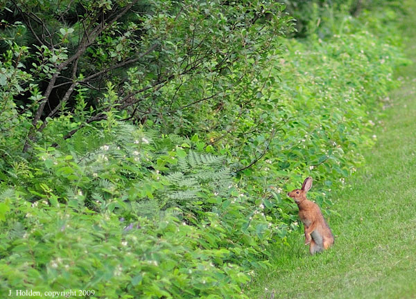 Dusk Bunny