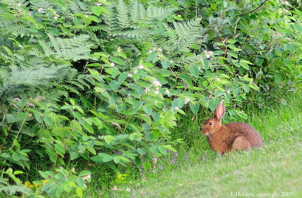 Dusk Bunny