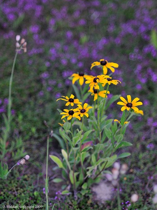 Black-eyed Susans and wild thyme