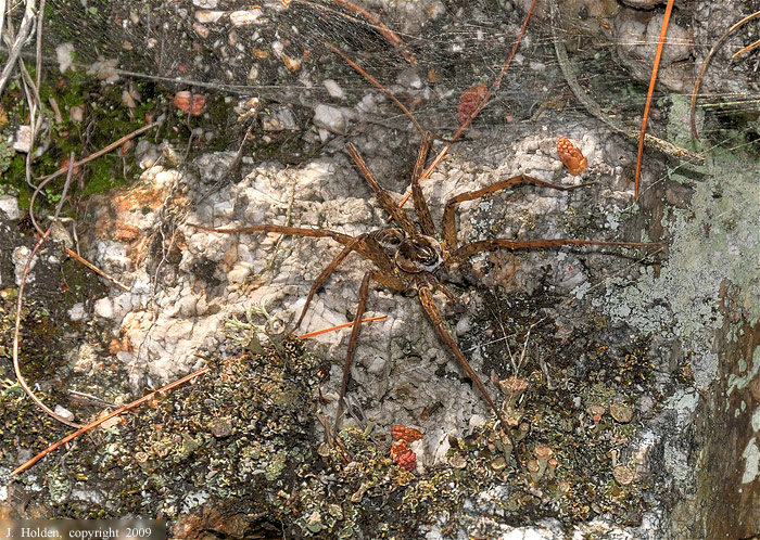 Spider Courtship