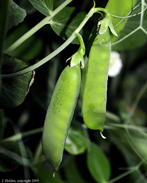 Fresh Peas