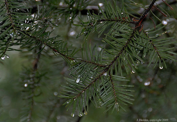 Dripping Firs