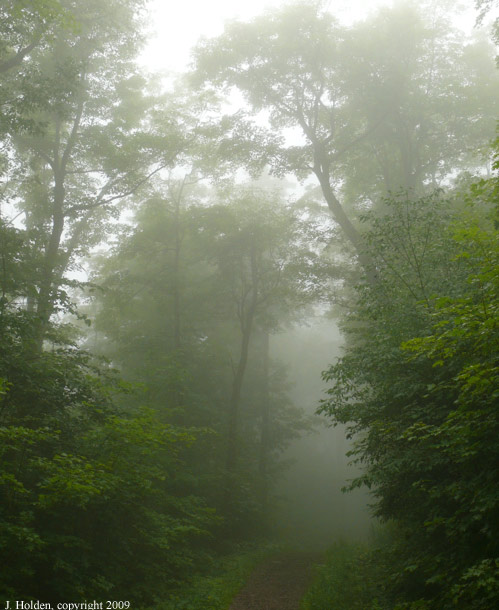 Trees in the fog, Booth Hill