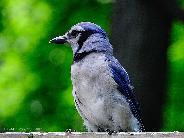 An explosion of Blue Jays.
