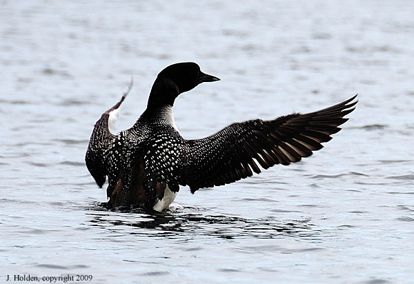 The Maestro, Loon on Lac LaPeche.