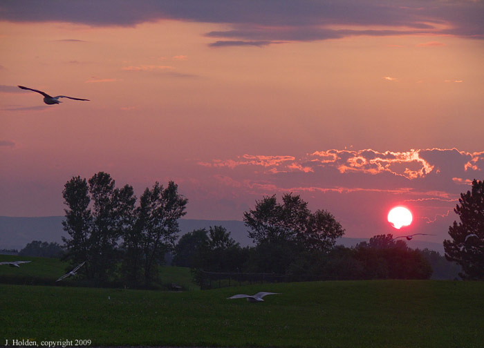 Sunset Seagulls near the Aviation Museum.