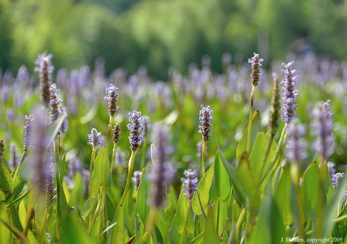 Pickerel Weed, Meech Lake