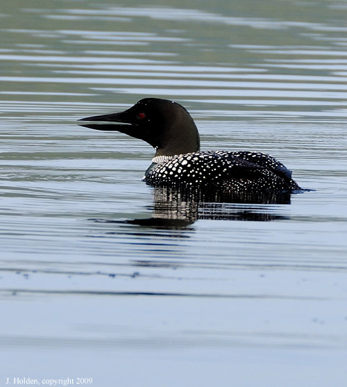 Common Loon