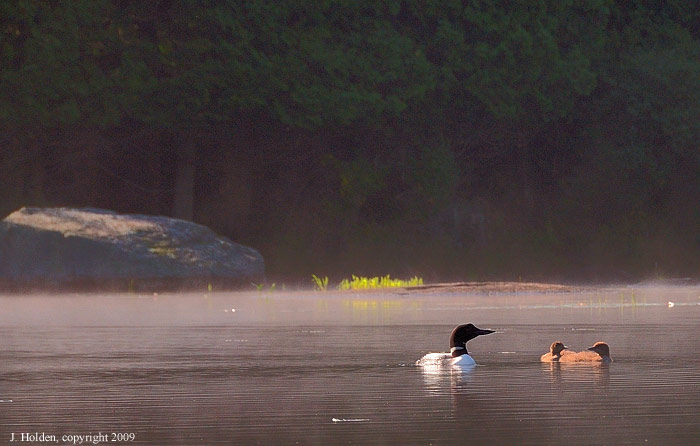 Loon and Chicks,morning mist