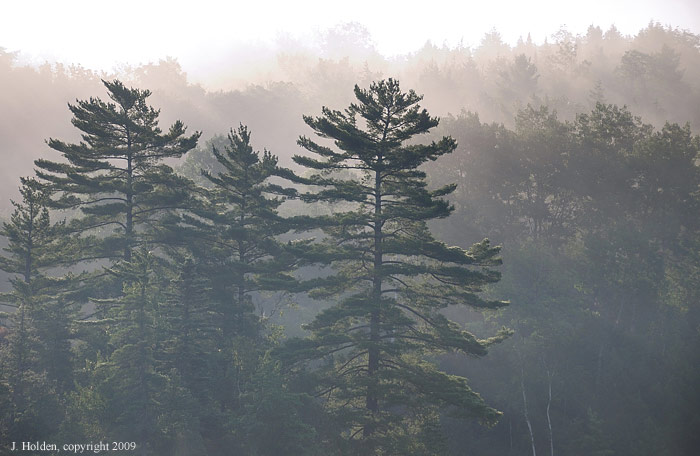 Morning Mist, Lac Champagneur